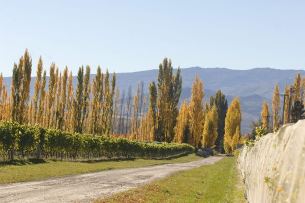 Three-Miners-Vineyard-Driveway-scaled_earnscleugh_castle_local_area